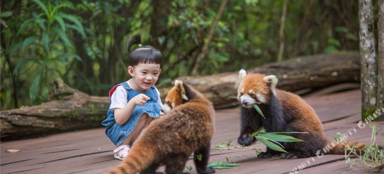 普洱小熊猫庄园图片