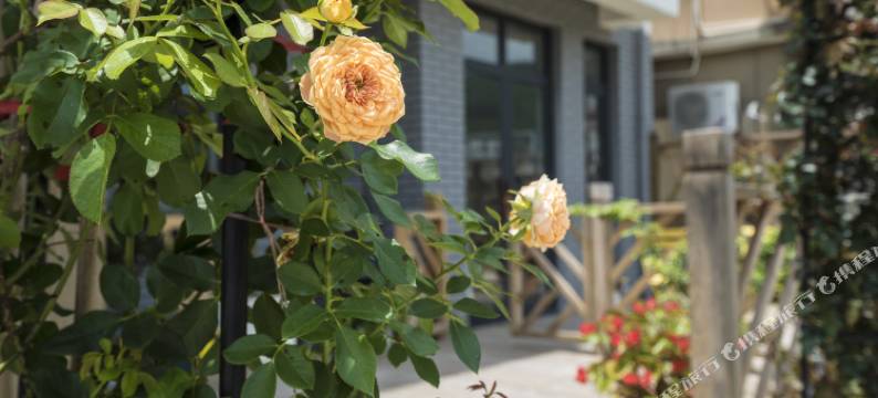 朱家尖屿舍民宿(大乌石塘景区店)图片