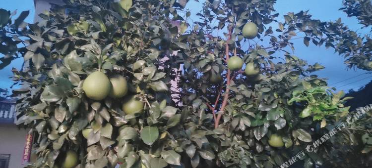 望仙谷云顶民宿图片