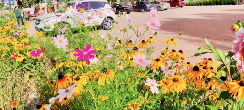 丰宁坝上草原金莲滩农家院图片