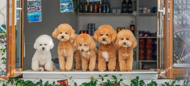 云深不知处·雪山观景花园美宿(丽江店)图片