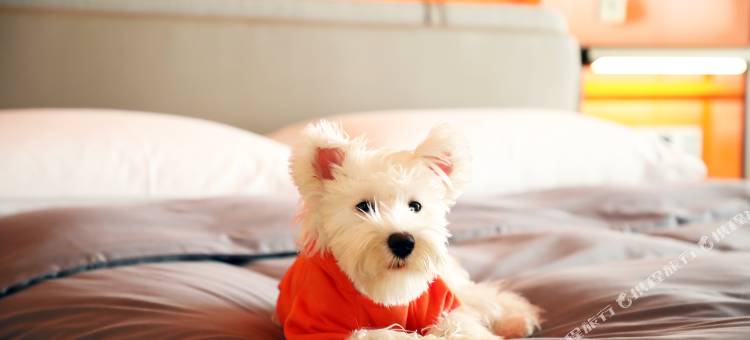 成都领地希尔顿嘉悦里酒店图片