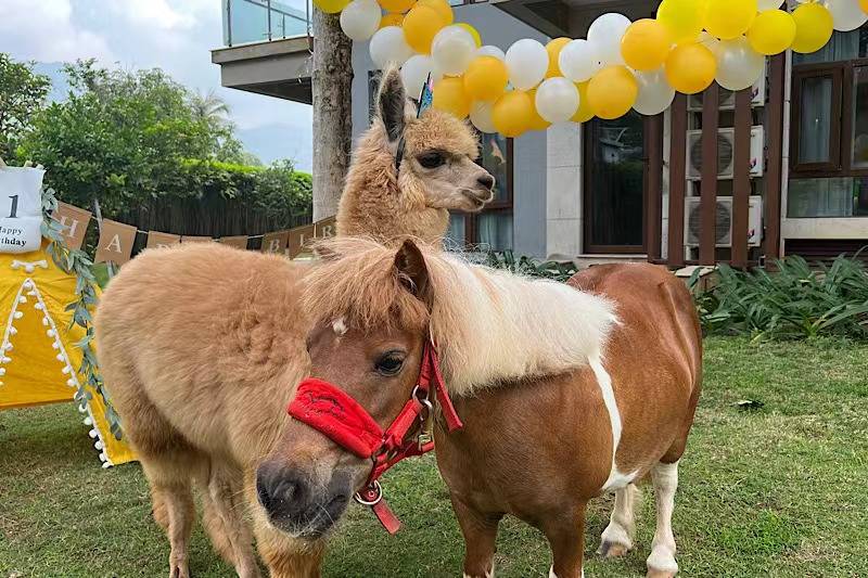 三亚亚龙湾雅阁套房度假酒店图片
