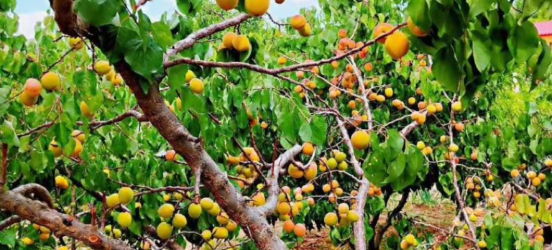 中卫沙漠农庄图片