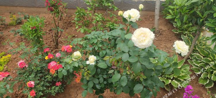 曲阜旭景阁民宿图片