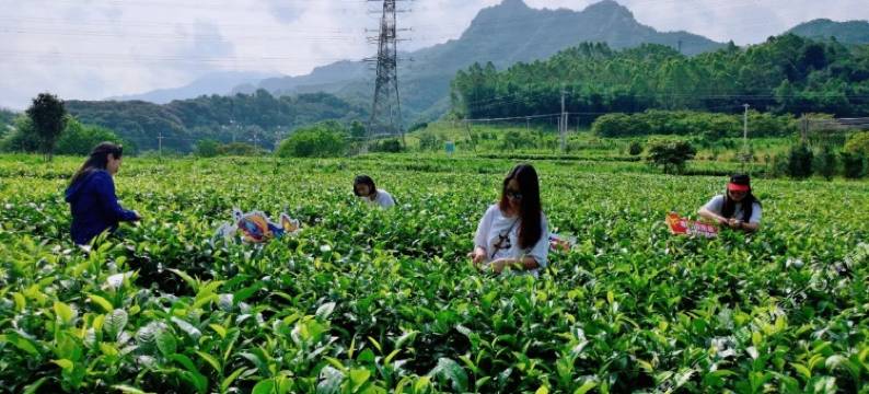 英德大围茶园民宿图片