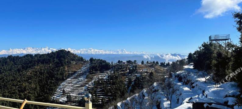 皇家杏园(The Royals Apricot Garden)图片