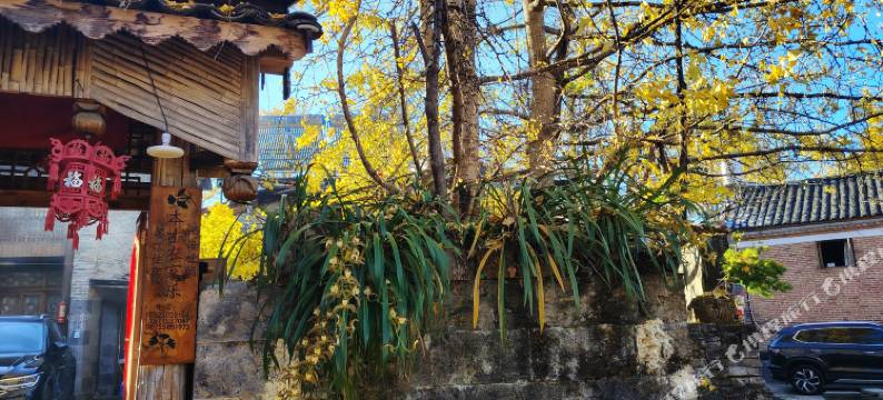 腾冲银杏村本才特景农家乐客栈图片