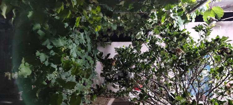 仙人岛宇然民宿图片