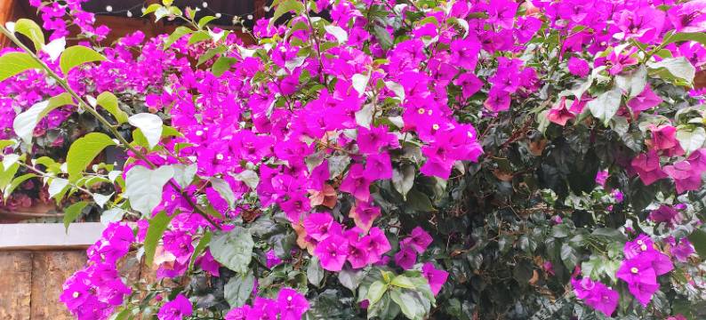 丽江粤心客栈图片