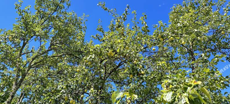 丹巴拉姆世家民宿图片