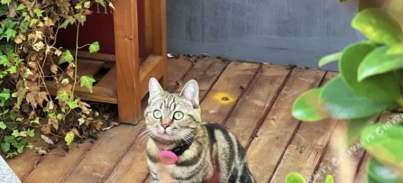 居易·喵居｜There’s a Cat·新中式喵喵美宿(西安城墙钟鼓楼店)图片