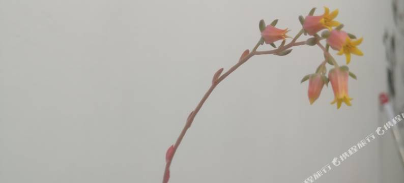 桃花居民宿(苏州拙政园店)图片