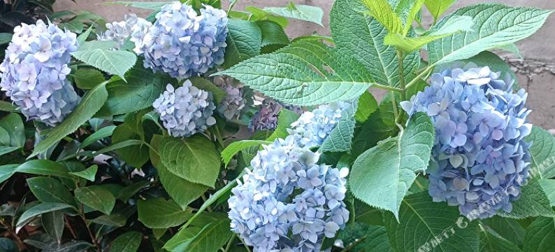 西江千户苗寨苗阿丽民宿(观景台店)图片