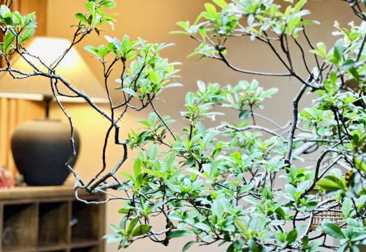 Yinqi Wuxiang Nacuo Guesthouse Hotel Overview