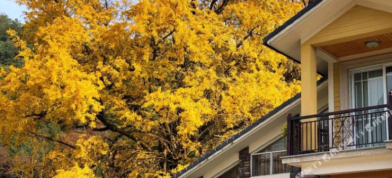 杭州银杏民宿图片