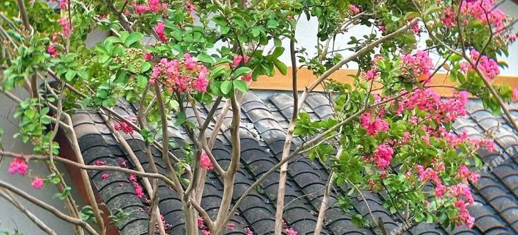 雅安蒙顶山花间驿·梅源里图片