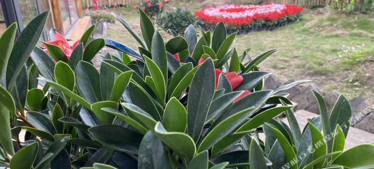 雅安楠香精舍民宿图片