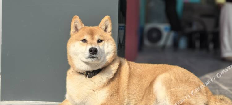 嘉遇小居民宿(乐山高铁站万达广场店)图片