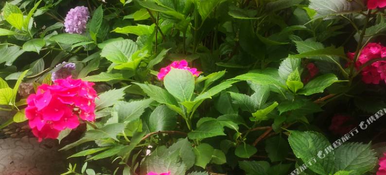 宣恩天成居民宿图片