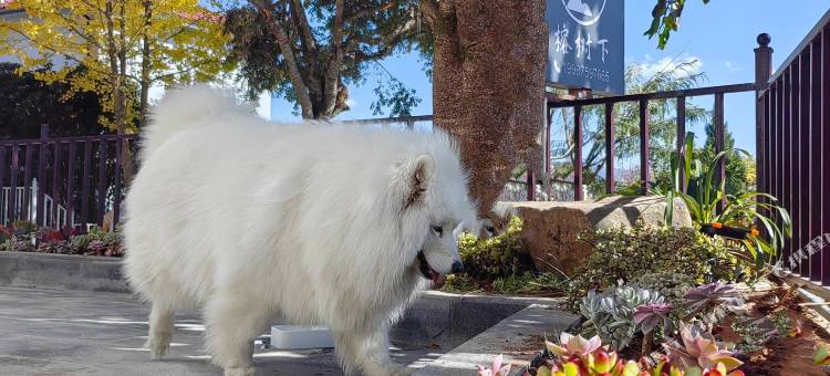 腾冲榕树下别墅花园客栈图片