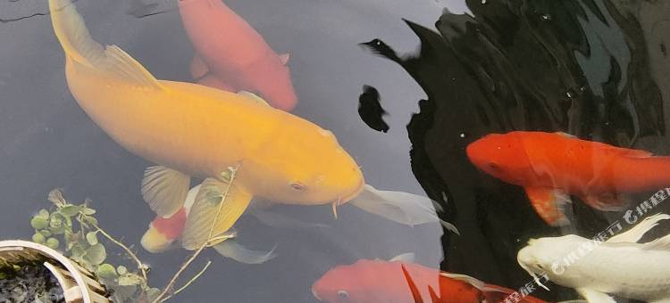 黄山禧鹊民宿图片