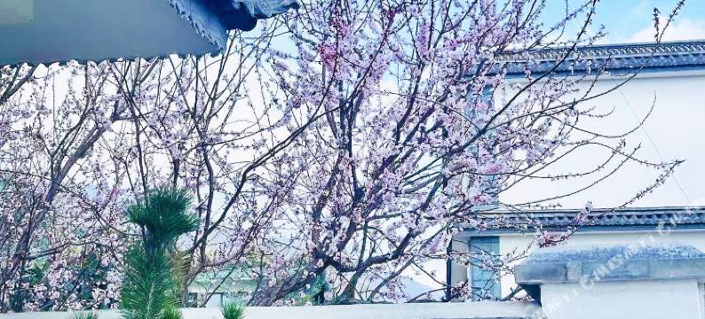 秋英莲居·半隐居客栈(喜洲店)图片