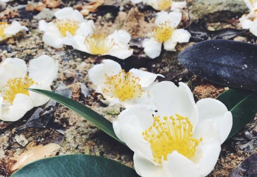 Habitat Creek VillaHotel Overview