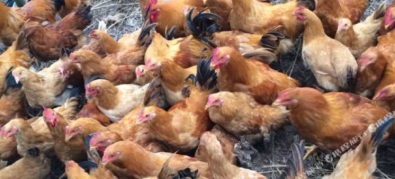 高椅岭鑫天生态休闲山庄图片