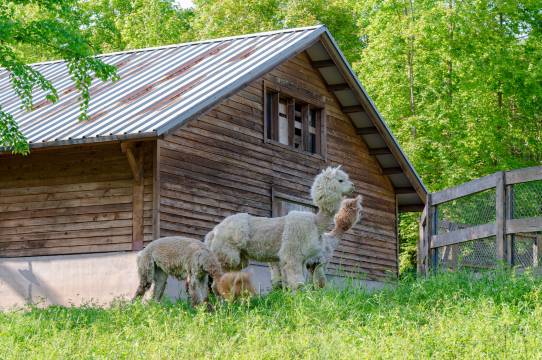 齐云山自由家·树屋世界图片