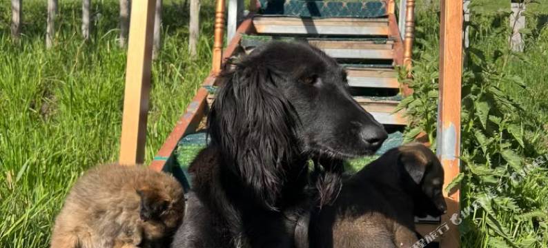 琼库什台盛开民宿图片