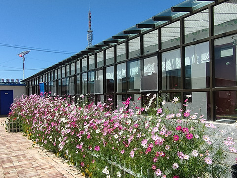 青海湖格桑花农家民宿