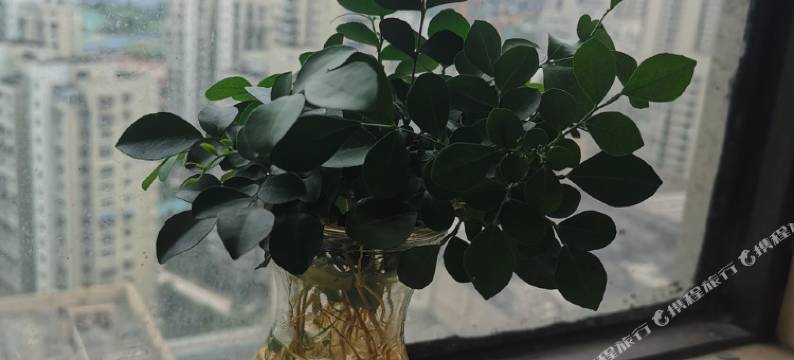 温州窝居公寓图片