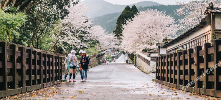 季乐 饫肥(Kiraku Obi)图片
