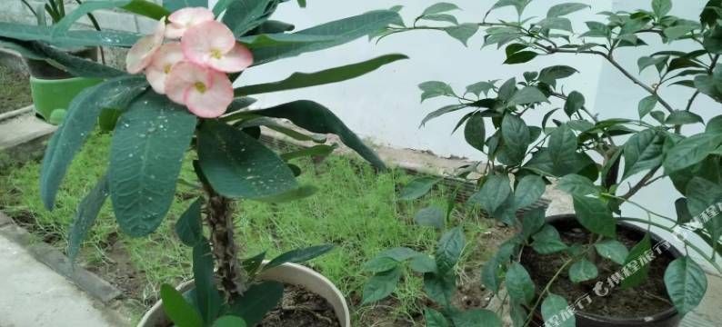 阜城金雨宾馆图片