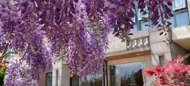 青岛渔夫香园美宿图片