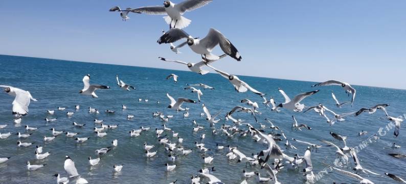 青海湖相约驿站图片