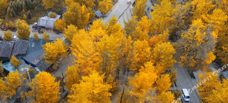 银杏村陈二客栈图片