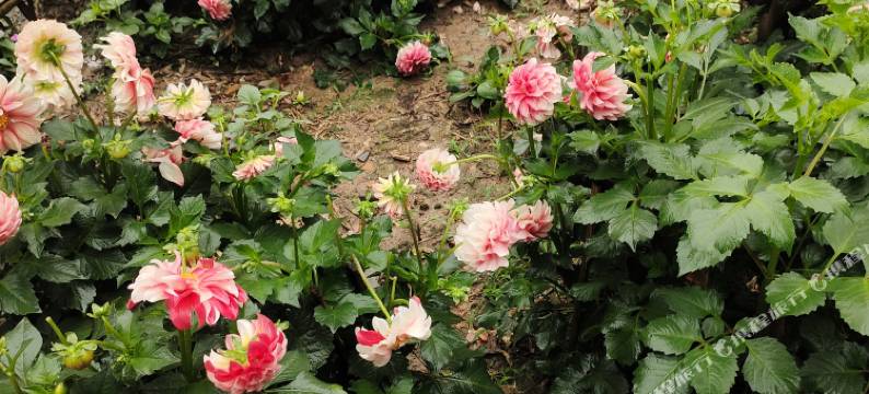 仙都望笋居民宿(鼎湖峰景区店)图片