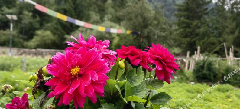 迭部扎尕那氧吧民宿图片