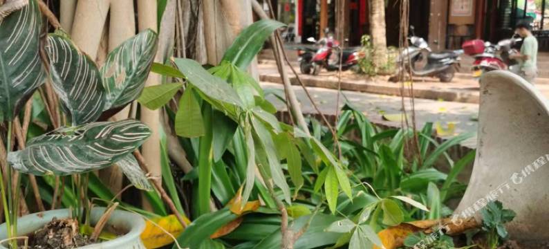 西双版纳景洪青橄榄客栈(告庄西双景星光夜市店)图片