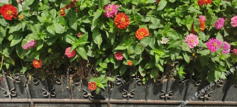 满洲里子安民宿图片