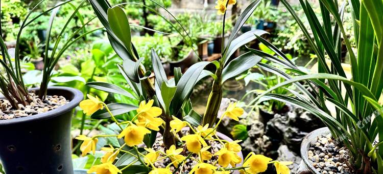 黄姚古镇得云山庄观景酒店图片