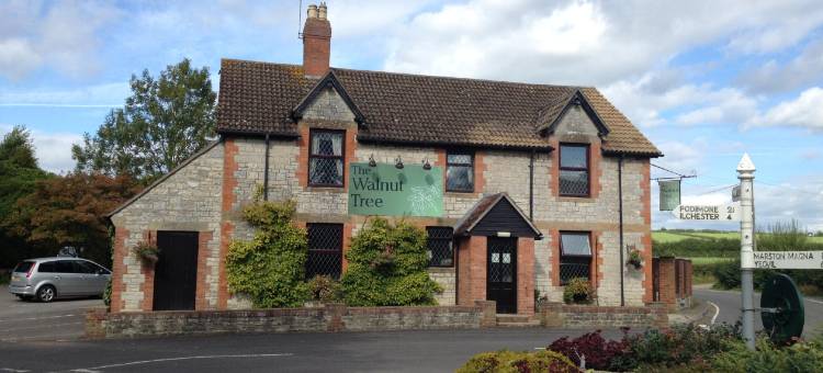 OYO 胡桃树(OYO The Walnut Tree)图片