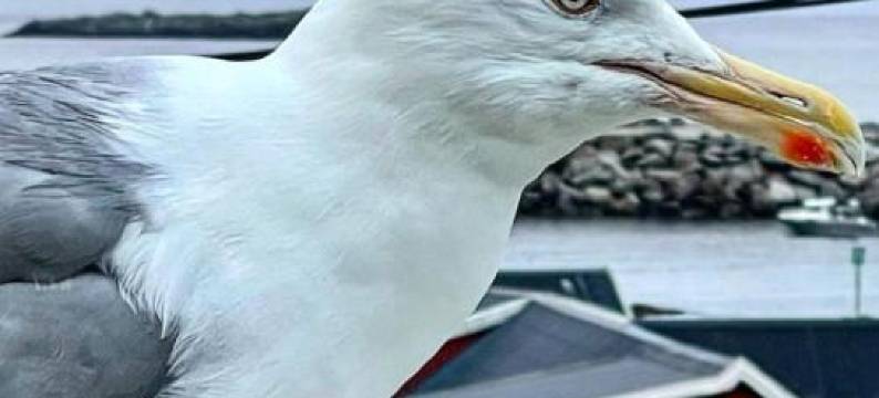 Lofoten Aurora Seafront Penthouse 罗弗敦极光海滨顶层豪华公寓(Å, the Far End of Lofoten, Top Apartment.)图片