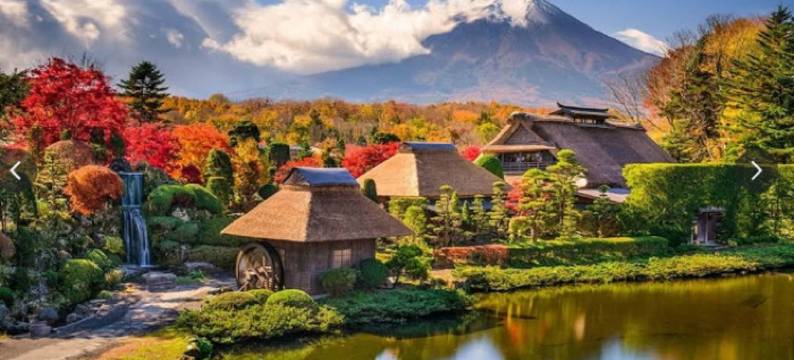 鲁比纳斯河口湖(Lupinus Kawaguchiko)图片