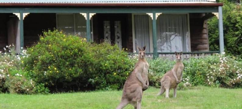 雪松山林小屋(Cedar Lodge Cabins)图片