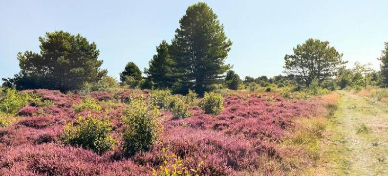Van Heeckeren Apartments & Suites Nes图片