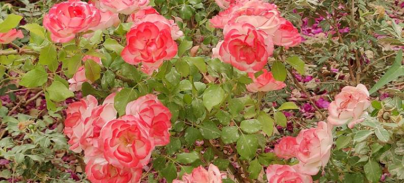 漠上花开度假别墅图片