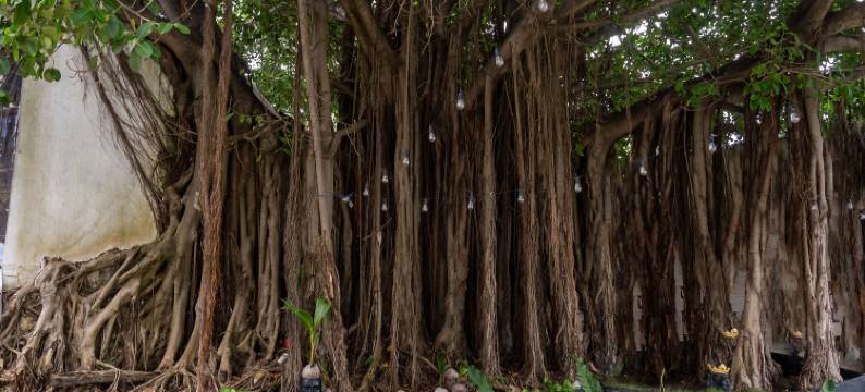 加勒比金塔酒店(La Quinta Caribeña)图片